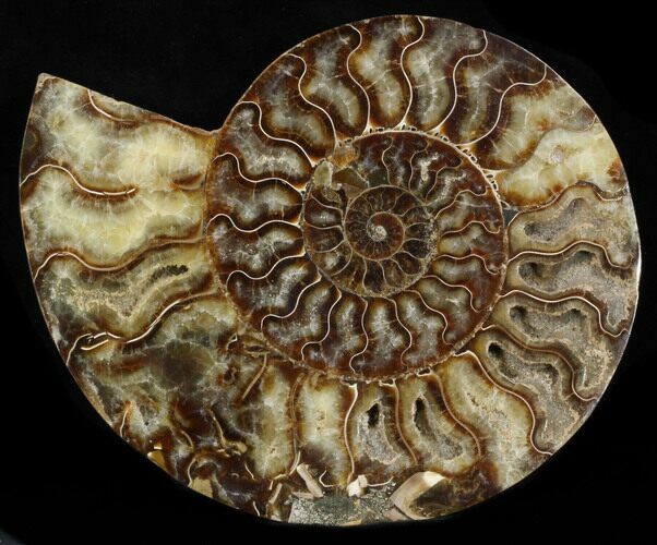 Bargain Cut Ammonite Fossil (Half) - Agatized #37154